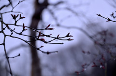 _DSC0225