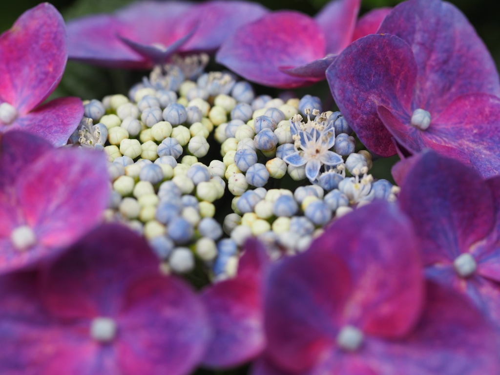 紫陽花