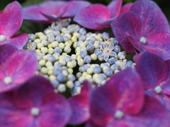 紫陽花