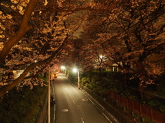 夜の桜坂