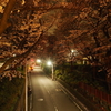 夜の桜坂
