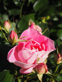 少し早めの薔薇