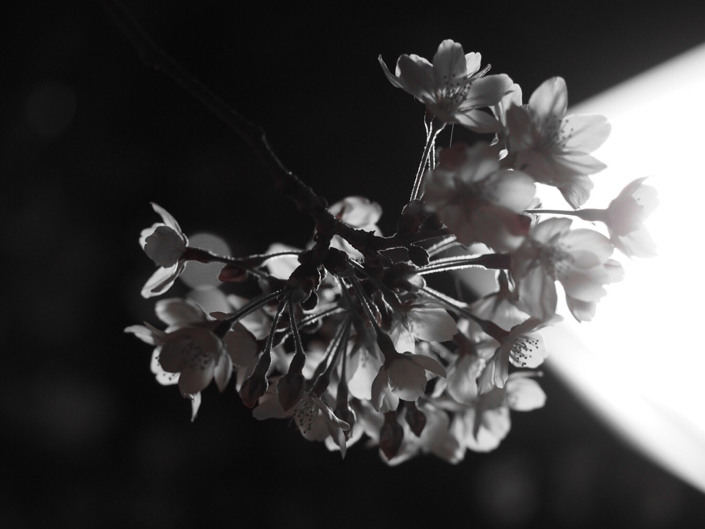 光夜桜