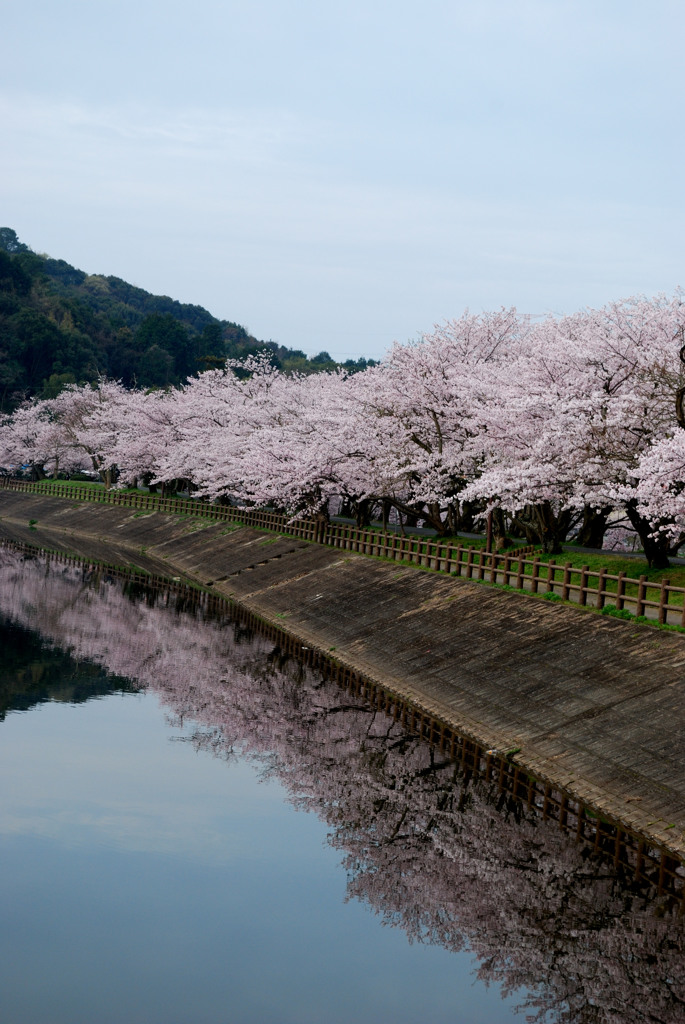 立岡自然公園の桜