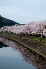 立岡自然公園の桜