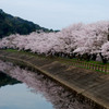 立岡自然公園の桜