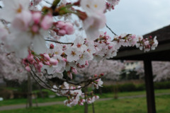 立岡自然公園の桜