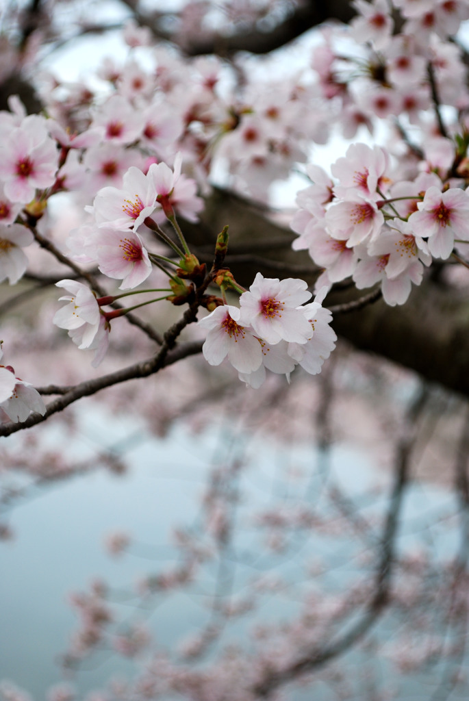立岡自然公園の桜