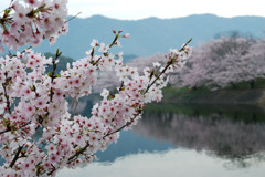 立岡自然公園の桜