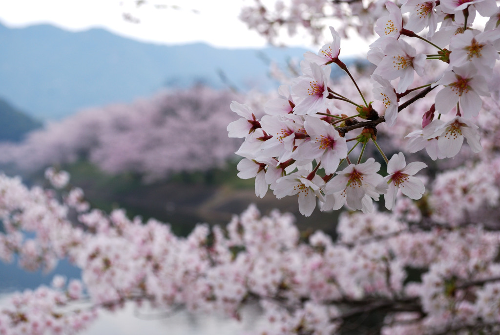立岡自然公園の桜