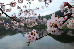 立岡自然公園の桜