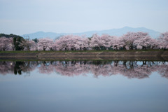立岡自然公園の桜