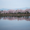 立岡自然公園の桜