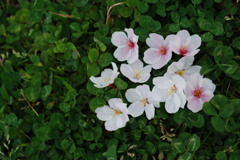 立岡自然公園の桜