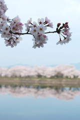 立岡自然公園の桜