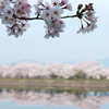 立岡自然公園の桜