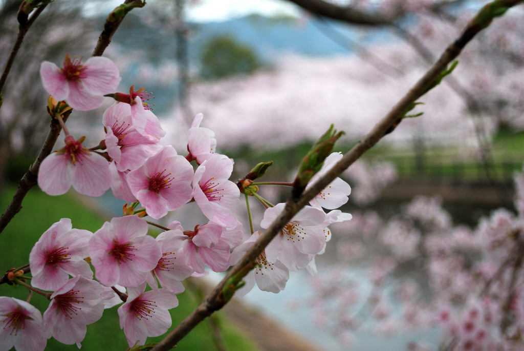 立岡自然公園の桜