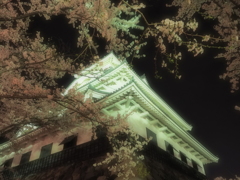 夜桜に浮かぶ長浜城