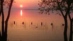 穏やかな春の夕暮れとカモ