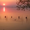穏やかな春の夕暮れとカモ