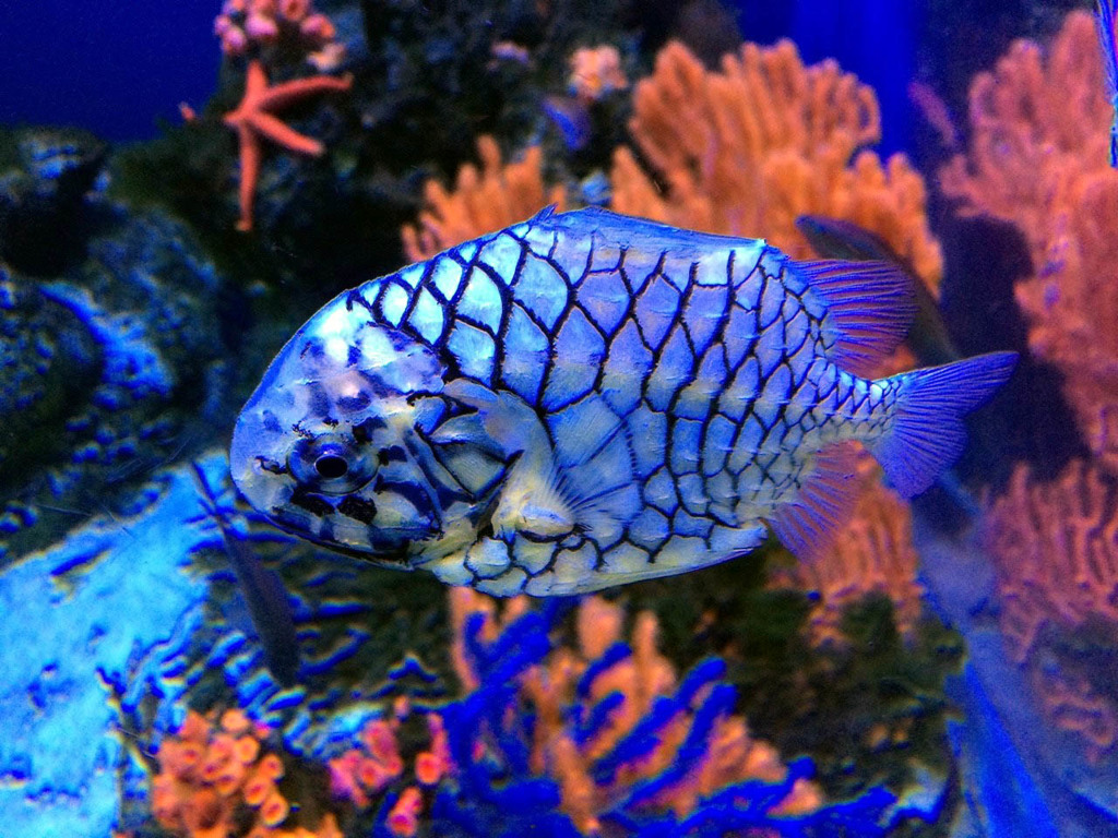 鳥羽水族館