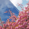 ビルと八重桜