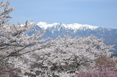 中央アルプスと桜