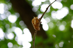 夏の脱け殻