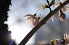 光に向かひて