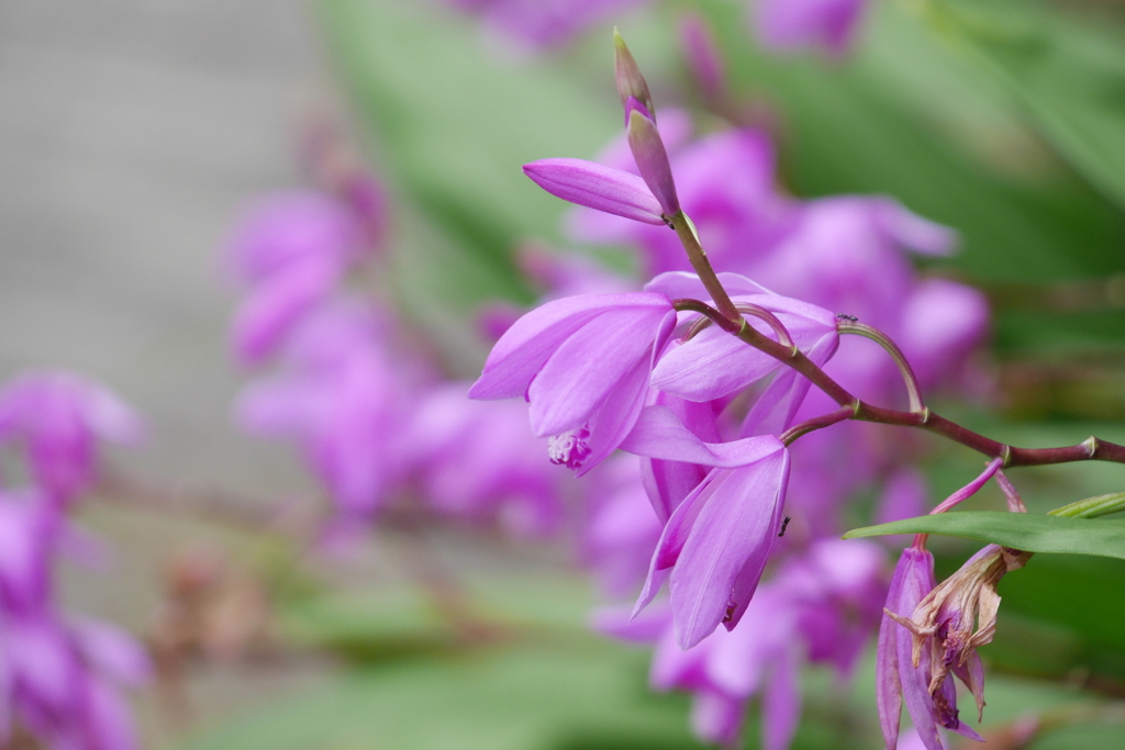 flowers03
