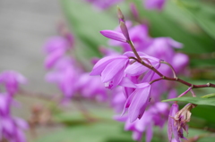 flowers03