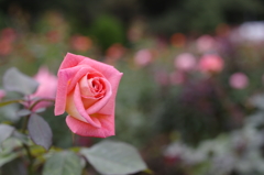 神代植物公園のバラ
