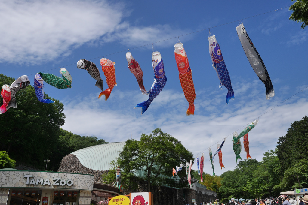 多摩動物公園の鯉のぼり