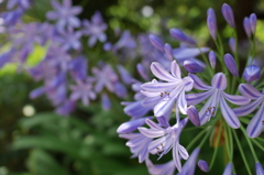 la fleur bleue