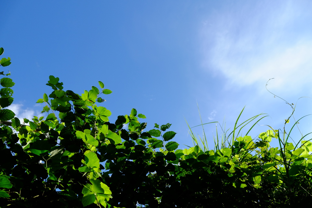 くっきり青空