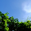 くっきり青空