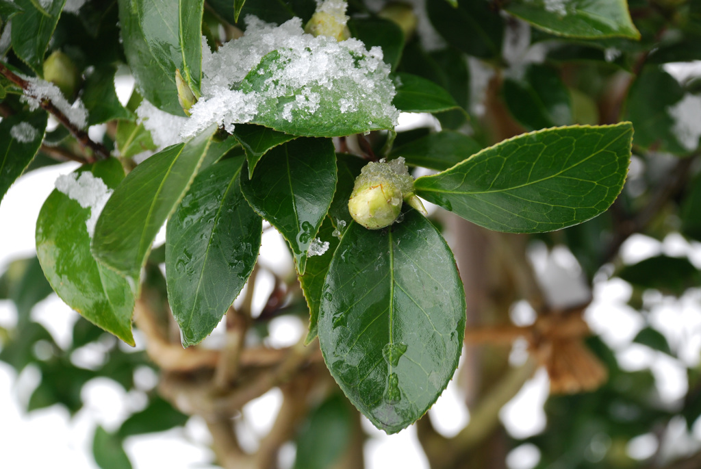 雪に濡れた椿