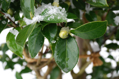 雪に濡れた椿