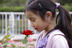 薔薇の香り