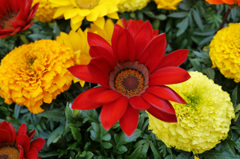 Red Flower
