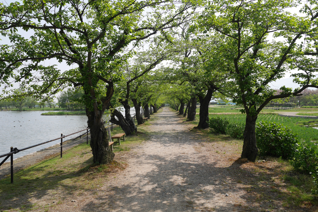 新潟・瓢湖湖畔