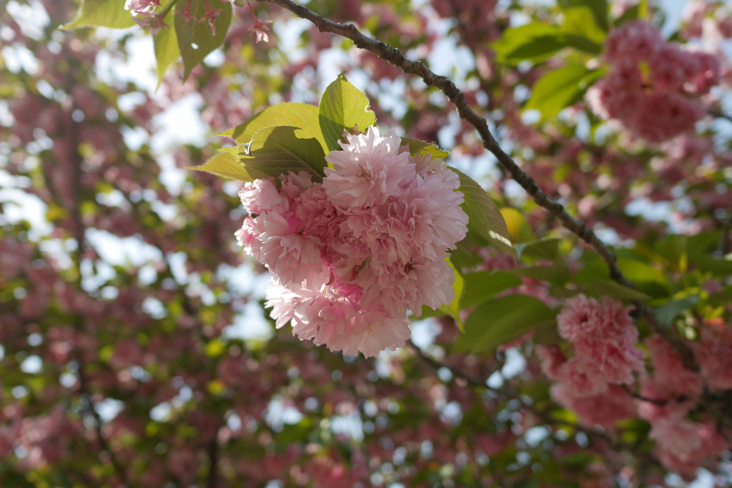 新潟・瓢湖の八重桜