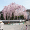 高尾・高楽寺の枝垂れ桜
