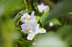 前ボケの奥の花