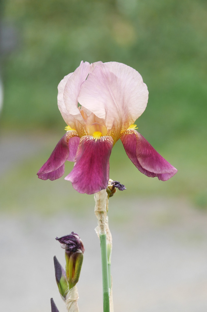 flowers05