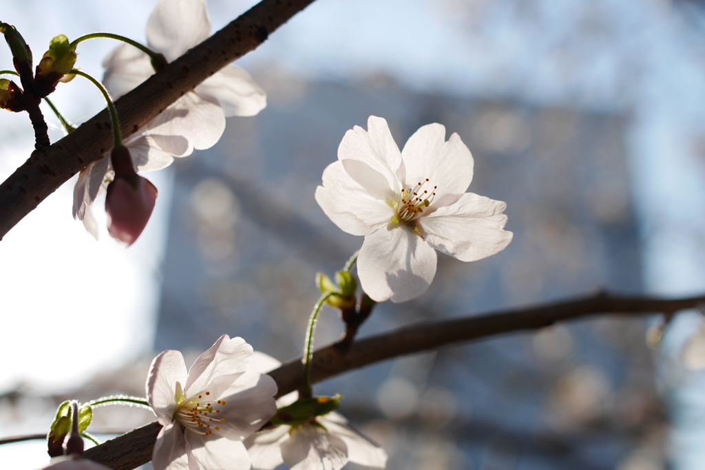 光に透ける桜