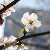 光に透ける桜