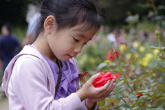 薔薇を愛でる