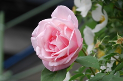 flowers02