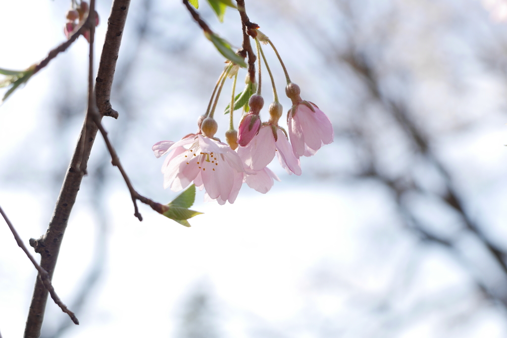 桜の季節